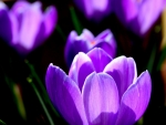 CROCUS