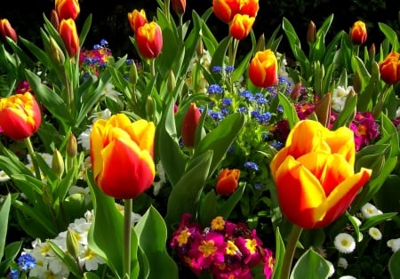 TULIPS - COLORS, LEAVES, FLWERS, PETALS