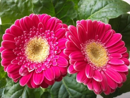 GERBERAS - leaves, petals, nature, colors