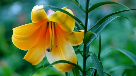 LILY - leaves, petal, colors, stems