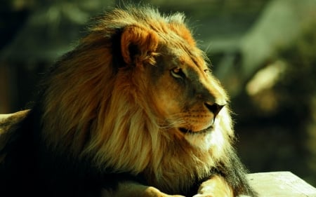 LEO THE LION - STARE, CATS, BIG, MANE