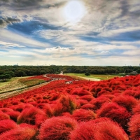 Hitachi Seaside Park