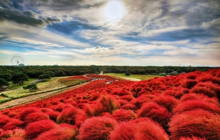 Hitachi Seaside Park - natutre, japan, sun, clouds, park, field, flowers