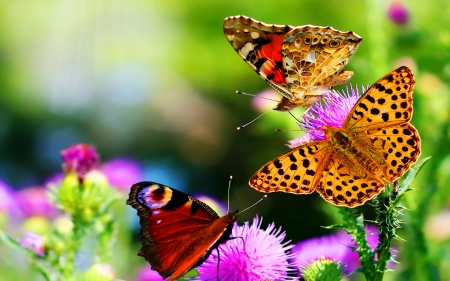 Pretty Butterflies - pretty, Butterfly, Flower, Nature