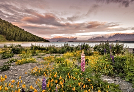 Wildflowers at the Lake - nature, wildflower, sky, lake