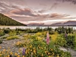 Wildflowers at the Lake