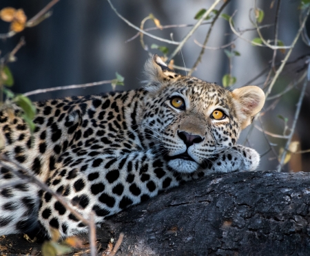 Resting in a tree - cats, spots, animals, wild, tree, resting, leopards