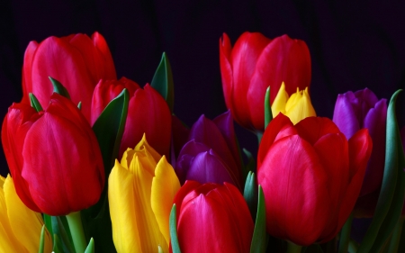 Beautiful flowers - flowers, black, tulips, nature, red, color