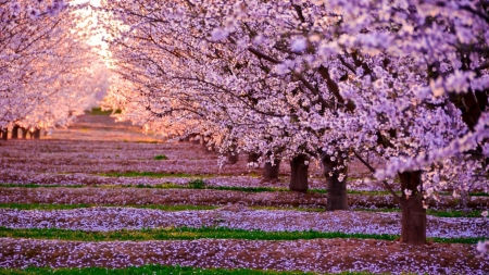 Sakura Way - cherry blossom, sakura, scenery, spring, pink, flowers, japan, nature, japanese