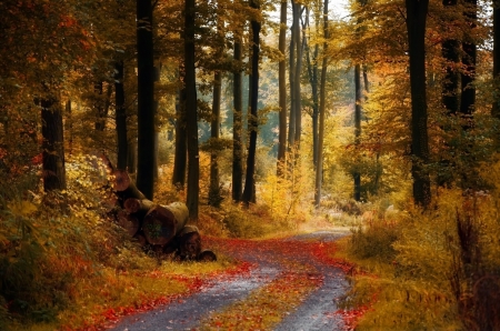 In The Forest - tree, autumn, forest, beautiful