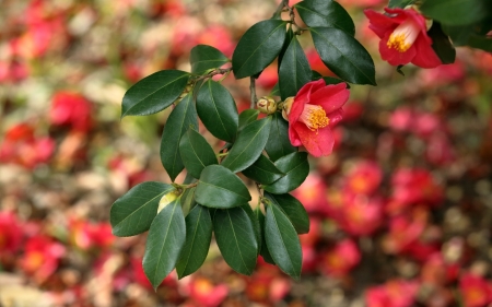 beautiful flowers - beautiful, red, flower, tree