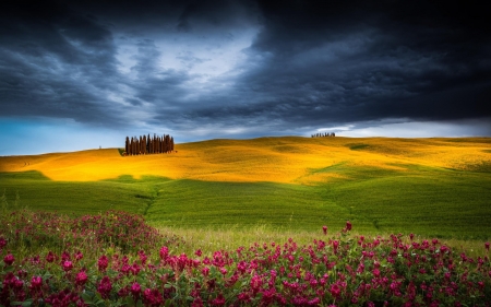 Wild Flowers - dark, clouds, flower, red