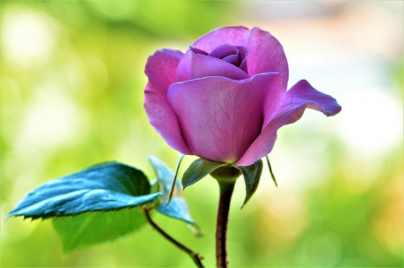 Purple Love - one, purple, garden, rose