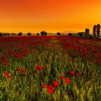 Sunset poppy field