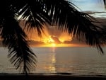 Tropical Sunset and Palm Leaves