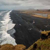 Seagull Above the Black Beach,Iceland