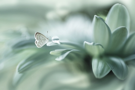 Butterfly - butterfly, rain drop, petals, water, drop, green, flower, spring