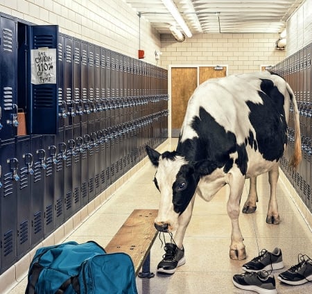 No pain, no gain - double equipment, cow, bag, funny, black, creative, fantasy, andy mahr, vaca, white, situation, blue, animal, commercial, add, shoes