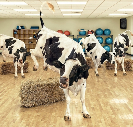 Steer stepping - cow, steer stepping, funny, creative, fantasy, vaca, andy mahr, animal, commercial, add