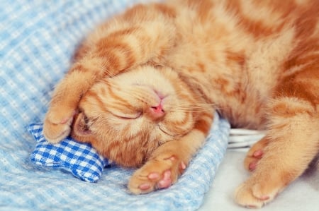 Sleeping kitten