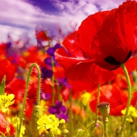 Purple Sky Poppies