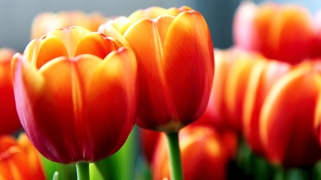 Tulips - blossoms, petals, flowers, spring, colors