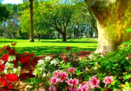 Spring in the Park - azaleas, sunshine, trees, blossoms, colors