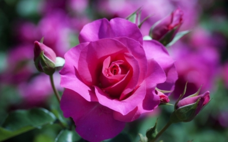 Roses - blossoms, garden, buds, petals, plant, pink