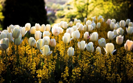 White Tulips - plants, blossoms, spring, petals