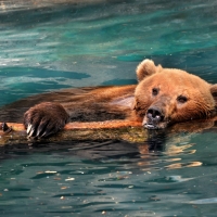 Bear in the Water