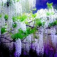 Wisteria Trees