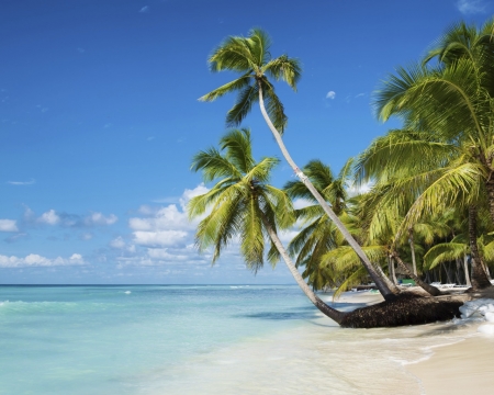 Tropical Beach - nature, beach, paradise, palms, summer, shore, sand, sea