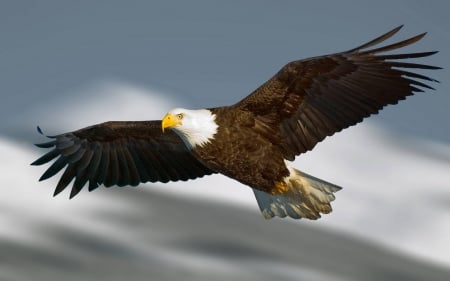 I am FREE ! - flying, sky, eagle, bird