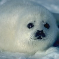 baby harp seal