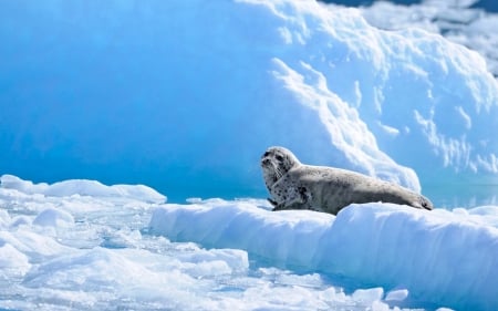 lone seal - snow, ice, animal, seal