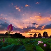 Sunset over the Flower Field