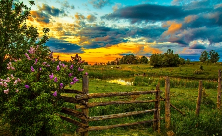 Colorful Sky - nature, sky, tree, grass