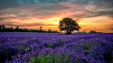 Golden Sunset over the Lavender Field