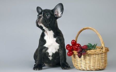 French Bulldog Sitting Near a Basket - french, puppy, dog, animal, basket, bulldog