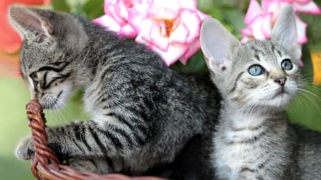 Tabby Kittens in a Brown Basket - kittens, cats, animal, basket, flowers