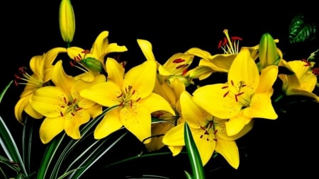 Yellow Lilies in the Shadow