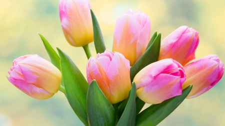 Spring Bouquet - flowers, tulips, bouquet, Spring