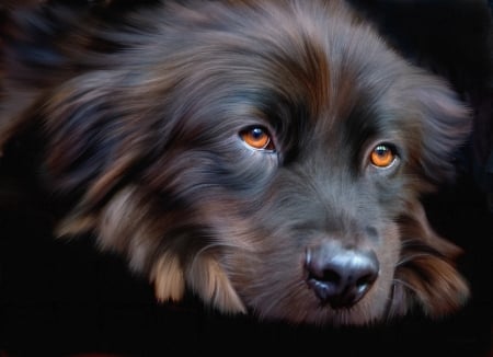 Dog - eyes, black, caine, face, art, luminos, dog, animal, digital