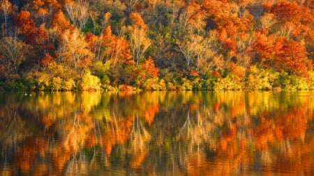 Golden Autumn Lake - trees, nature, autumn, lake, forest, reflection