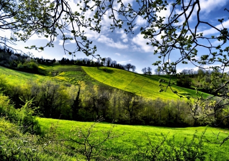 Greenery Spring Field - nature, trees, green, flowers, spring