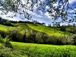 Greenery Spring Field