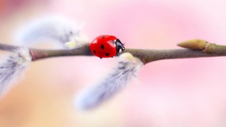 Ladybug on Pussywillow - fluffy, Firefox Persona theme, ladybug, spring, pussy willow, pink