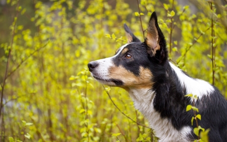 Dog - dog, animal, nature, look