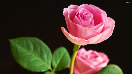 pink rose - plant, leaf, rose, flower