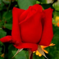 red rose